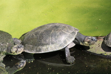 Obraz premium Tartaruga