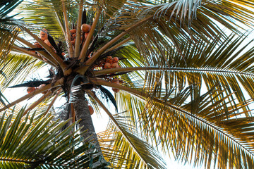 Drzewo palmy kokosowej, pełne pięknych pomarańczowych owoców. - obrazy, fototapety, plakaty