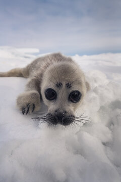 Pusa sibirica (Baikal seal pup)
