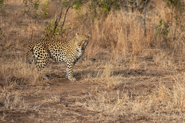 Fototapeta na wymiar Leopard male walking on the plains in Sabi Sands Game Reserve in the Greater Kruger Region in South Africa