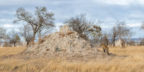 Leopard female looking backwards before climbing a big termite hill on the plains in a  Game Reserve in the Greater Kruger Region in South Africa