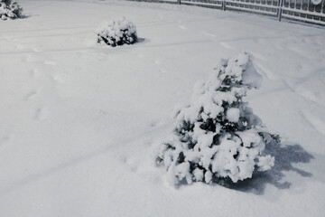 Little coniferous tree in the snow. Small pine tree, in a snow-strewn city.