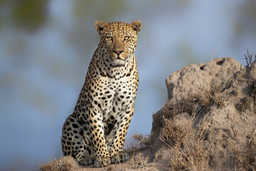Fototapeta na wymiar Leopard male sitting on a termite hill in a Game Reserve in the Greater Kruger Region in South Africa