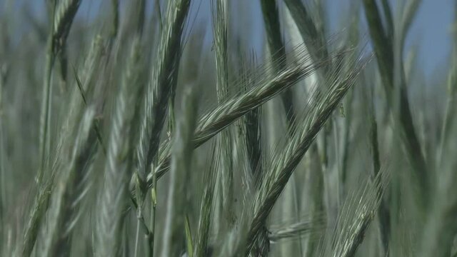 ears of rye sway in the wind on a summer day