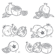 Pomegranate.  Vector sketch  illustration.
