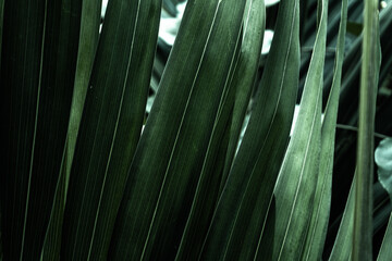 Plakat Zielone tropikalne roślinne naturalne tło, zbliżenie na liść.