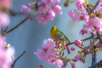 可愛いメジロと河津桜