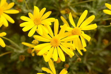 Yellow daisies