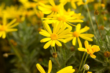 Yellow daisies