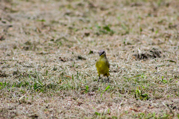 Pajaro