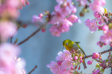 可愛いメジロと河津桜