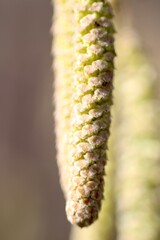 common hazel catkin