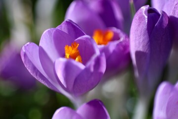 purple crocus flowers