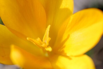 yellow crocus flower
