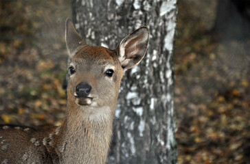 Portrait of a young female fallow deer doe at park, fall