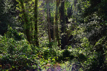 The mediterranean evergreen hard-leaved forest