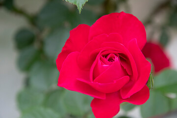 red rose in garden