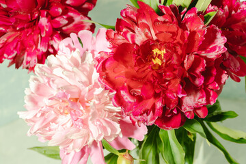 Close up fresh bright magenta and pale pink peonies as holiday wallpapers or background. Selective focus.