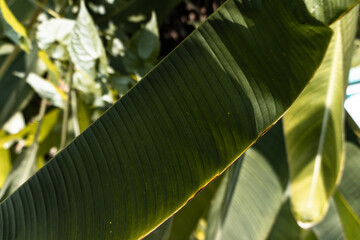 Zielone tropikalne roślinne naturalne tło, zbliżenie na liść. © insomniafoto