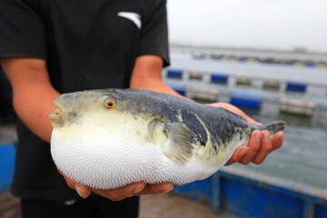 Workers are catching puffer fish on a farm， North China