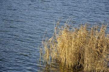 Dry reed beds on river bank in windy weather. Dry Grass in fall. Calm flow of river water. Picturesque landscape. Selective focus. Copy space.