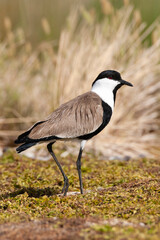 Naklejka premium Sporenkievit, Spur-winged Plover, Vanellus spinosus