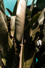 Liście rośliny tropikalnej, piękne zielone naturalne tło, tekstura. © insomniafoto