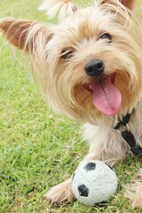 Juego de con mi perro