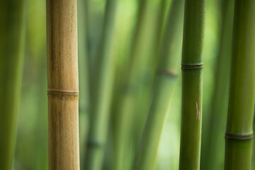 Closeup of a colorful, green, bamboo grove
