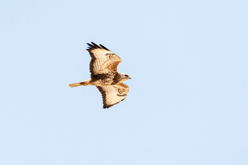 Steppebuizerd, Steppe Buzzard, Buteo buteo vulpinus