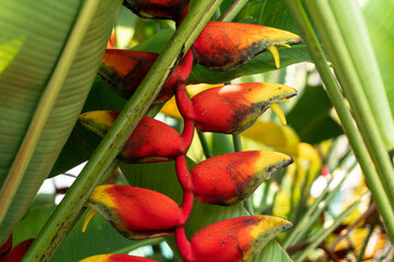 Czerwony piękny tropikalny kwiat w ogrodzie wśród zielonych roślin. - obrazy, fototapety, plakaty