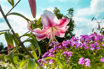 Wiosenne kwiaty w ogrodzie - rozkwitnięty kwiatostan lilii na tle różowych kwiatków i błękitnego nieba - obrazy, fototapety, plakaty
