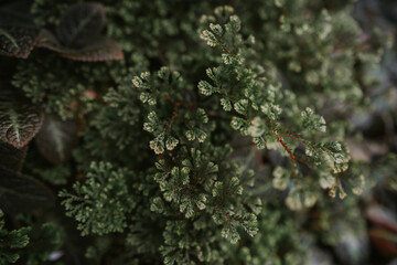 Krauss's clubmoss in Queen Sirikit botanical garden in Chaing Mai