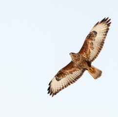 Steppebuizerd, Steppe Buzzard, Buteo buteo vulpinus