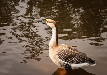 Obraz premium duck image is details with isolation