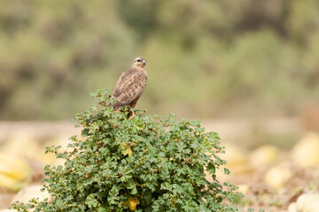 Steppebuizerd, Steppe Buzzard, Buteo buteo vulpinus