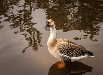 duck image is details with isolation