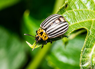 macro leaf coleoptera bug