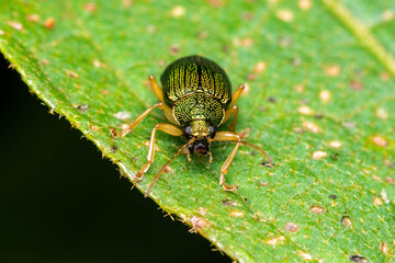 macro leaf coleoptera bug