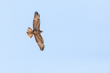 Steppebuizerd, Steppe Buzzard, Buteo buteo vulpinus
