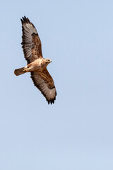 Steppebuizerd, Steppe Buzzard, Buteo buteo vulpinus