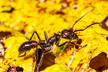 bullet ant paraponera clavata