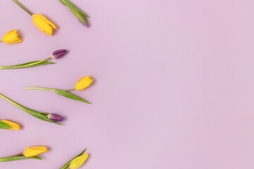 Frame made of tulip flowers on a purple pastel background. Floral spring concept with place for text.