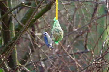 Blaumeise