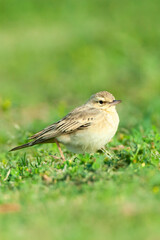 Duinpieper, Tawny Pipit, Anthus campestris