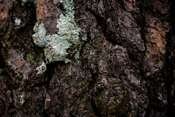 Cortesa de un arbol de pino