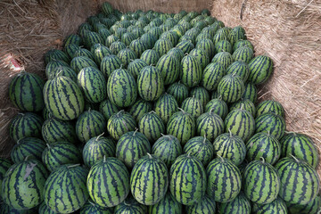 Watermelon in the whole car