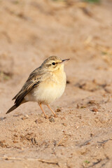 Duinpieper, Tawny Pipit, Anthus campestris