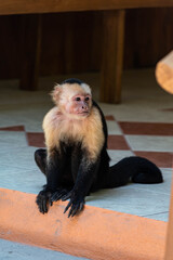 Capuchin monkey Costa Rica