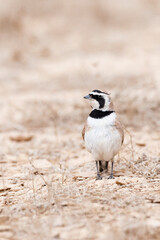 Temminck's Strandleeuwerik, Temminck's Lark, Eremophila bilopha